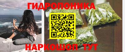 сатива Кингисепп